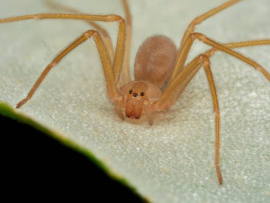 Akdeniz keşiş örümceği, keman örümceği (Loxosceles rufescens), kahverengi keşiş örümceği, vahşi ortamında.