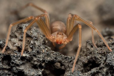 Akdeniz keşiş örümceği, keman örümceği (Loxosceles rufescens), kahverengi keşiş örümceği, vahşi ortamında.
