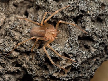 Akdeniz keşiş örümceği, keman örümceği (Loxosceles rufescens), kahverengi keşiş örümceği, vahşi ortamında.