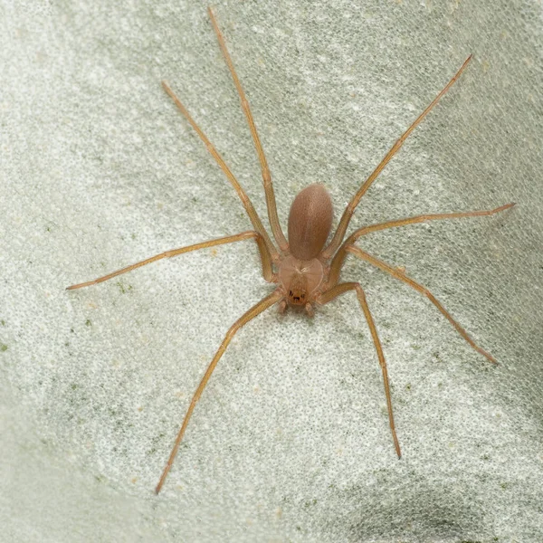 Akdeniz keşiş örümceği, keman örümceği (Loxosceles rufescens), kahverengi keşiş örümceği, vahşi ortamında.