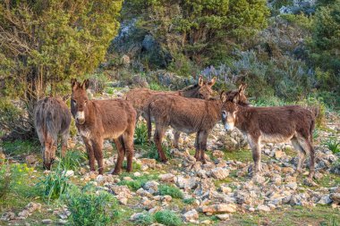 Eşekler çiftliklerinde bedavaya otluyor.