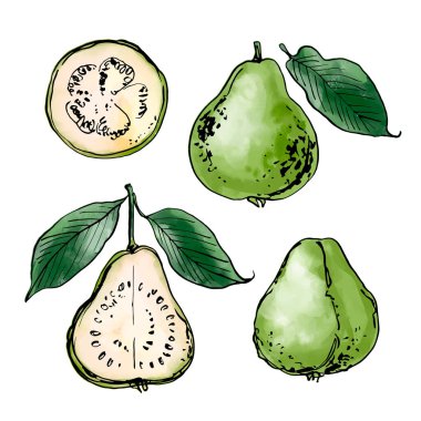 Guava Gıda vektör çizimi mürekkep ve suluboya. Gıda çizimleri.