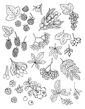Vektör yemek taslağı. Böğürtlenler vektör yiyecekler çizer. Blackberry, Currant, Sea Buckthorn, kızlık üzümleri, dağ külleri, goji, böğürtlen
