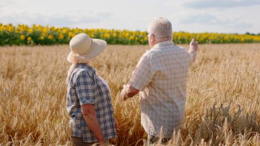 İnanılmaz güzel buğday tarlası yaşlı çiftçiler hasat sonuçlarını incelerken istatistiklere bakmak için laptopu kullanıyorlar..