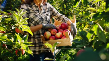 Kameranın önünde taze olgun organik elma hasadı elma bahçesinde çiftçi elleri ağaçtan elmayı alır..