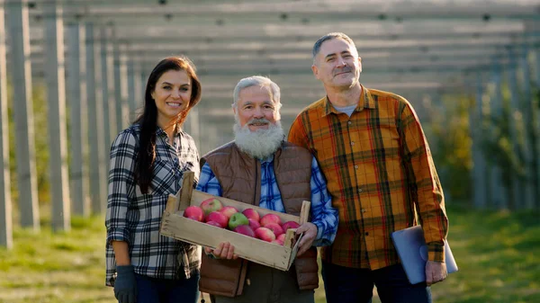 In front of the camera handsome old man farmer and his son and daughter posing while looking straight to the camera the old man holding the ripe apples in the wooden chest in the middle of a large