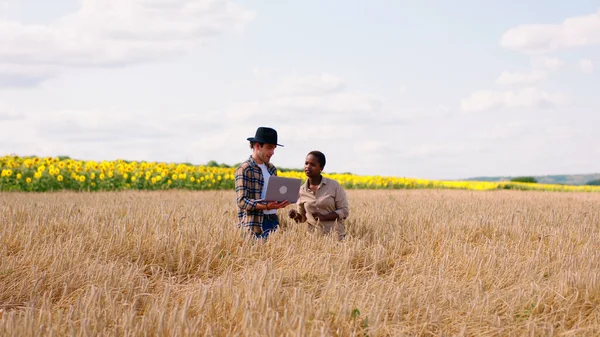 In the middle of wheat field beautiful African lady and good looking man farmer discussing about the ears of wheat they looking through the laptop to make some notes about the harvest. Portrait