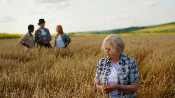 Middle Wheat Field Good Looking Old Woman Farmer Analysing Harvest — Stock Photo, Image