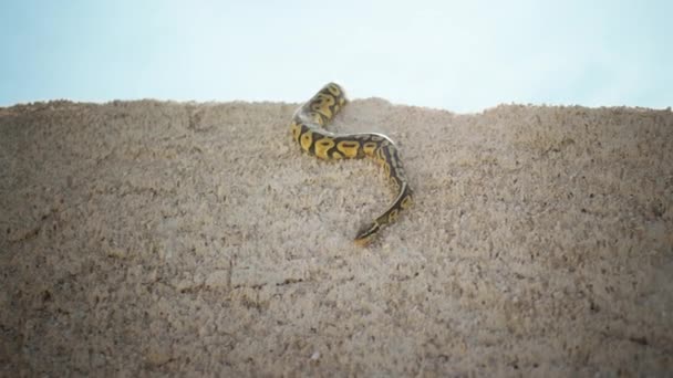 砂漠の真ん中で驚くべき蛇がゆっくりと砂の中を移動する — ストック動画