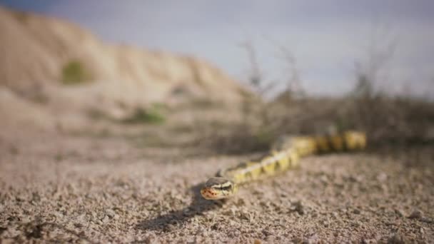 Vor Der Kamera Langsam Schlange Durch Den Sand Einem Sonnigen — Stockvideo