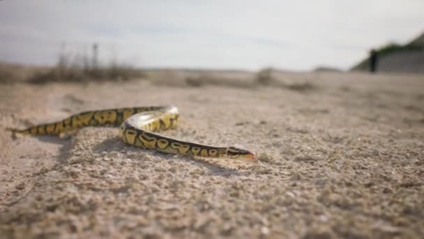 Venomous Snake Very Beautiful Capture Middle Desert Slithering Sand — Stock Video