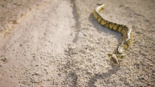 Fechar Para Câmera Meio Natureza Através Areia Cobra Incrível Levanta — Vídeo de Stock