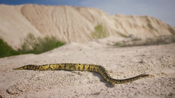 Bela Cobra Meio Natureza Deserto Muito Maravilhoso Levanta Cabeça Para — Vídeo de Stock