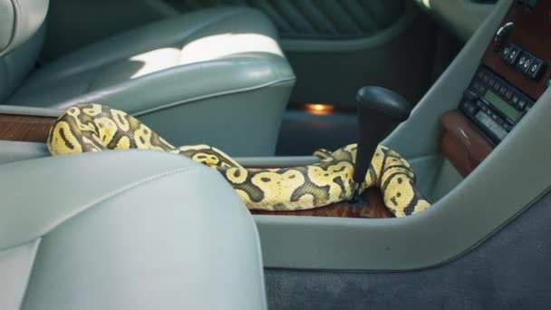 Niesamowite Wąż Zrobione Wideo Wewnątrz Starego Samochodu Wąż Przed Samochodem — Wideo stockowe
