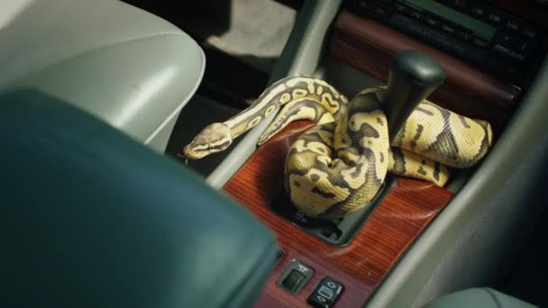 Ретро Автомобілі Дивовижна Змія Рухається Повільно Він Знаходиться Перед Автомобілем — стокове відео