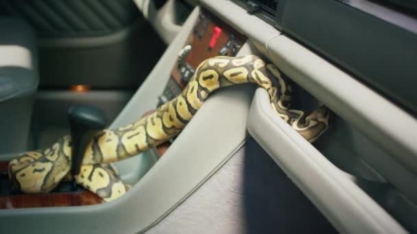 Всередині Ретро Автомобіль Захоплює Відео Великої Змії Повільно Рухаючись Всьому — стокове відео
