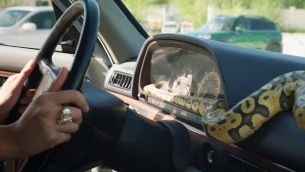 Красива Змія Повільно Рухається Всередині Ретро Автомобіль Жінка Руки Намагаються — стокове відео