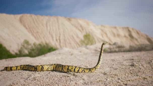Capturar Vídeo Frente Câmera Incrível Boa Serpente Deserto Movendo Através — Vídeo de Stock