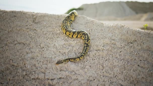 晴れた日のカメラの前で砂漠でゆっくりと移動する素晴らしい蛇 — ストック動画