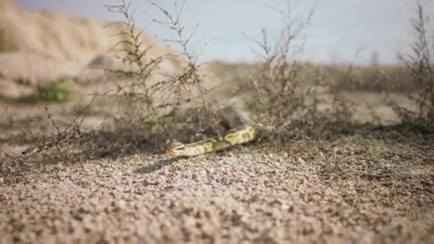 彼はとても美しく見える砂漠でゆっくり動く驚くべき大きな蛇のビデオをキャプチャする — ストック動画