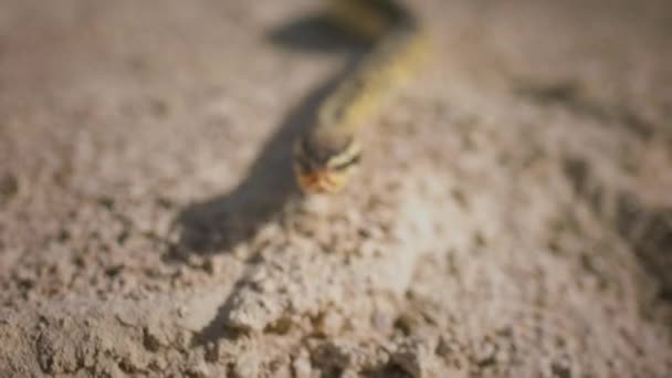 Удивительно Выглядящая Змея Медленно Приближается Камере Пустыне — стоковое видео