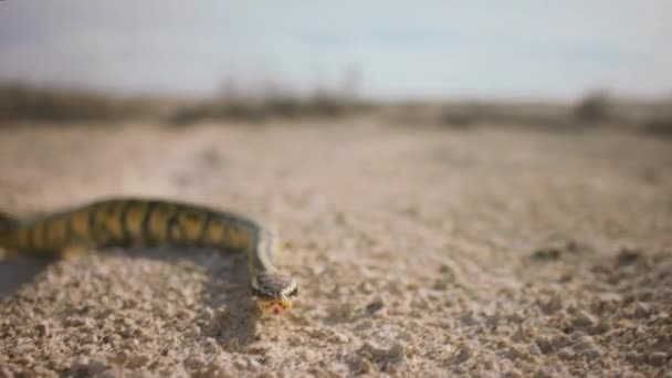 カメラにゆっくりと移動する大きな美しい蛇のビデオをキャプチャするカメラに非常に近い — ストック動画