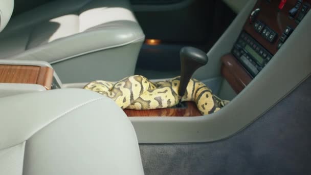 Widok Przodu Wideo Węża Wewnątrz Starego Samochodu Wąż Porusza Się — Wideo stockowe