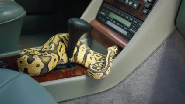 Aufnahme Von Video Inneren Eines Retro Autos Erstaunliche Schlange Bewegt — Stockvideo