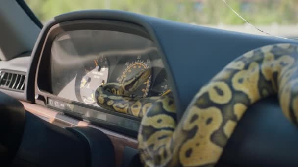 Сонячний День Знімаючи Відео Всередині Ретро Автомобіля Велика Змія Рухається — стокове відео