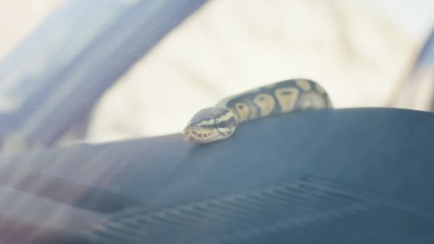 Перед Камерою Чудова Змія Всередині Ретро Автомобіль Дивиться Прямо Камеру — стокове відео