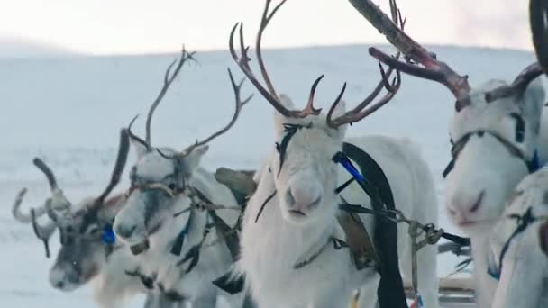 驯鹿雪橇骑 冬季景观下骑驯鹿雪橇 — 图库视频影像
