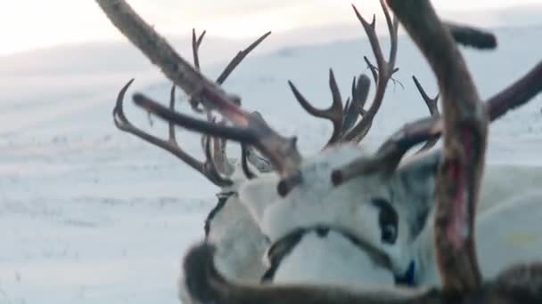 Kar Fırtınasında Vahşi Ren Geyikleri Kuzey Kutbu Ndaki Vahşi Hayvanlar — Stok video