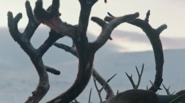 Sibiryalı adam tundra nın ortasında kar dolu beş ren geyiği ile bir kızak üzerinde sürüş.