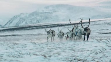 Suomi milli giysili orta yaşlı bir adam kızağın yanında yürüyor, ren geyikleriyle kutup tundralarından geçiyor, Laponya 'nın kış ormanları, çam ağaçları, yumuşak karla kaplı huş ağaçları, dar yollar....