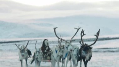 Laponya Finlandiya 'daki diğer ren geyikleri arasında karlı bir ormanda huzur içinde yürüyen görkemli bir ren geyiğinin yavaşlaması. Finlandiya' daki Laponya 'daki diğer ren geyikleriyle birlikte kar ormanlarında koşan ren geyiği..