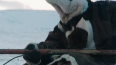 Büyük ren geyikleri, çam ağacından geçen ren geyiği sürüsü. İsveç, Lappland 'de şafak vakti orman. Güzel statik geniş çekim.