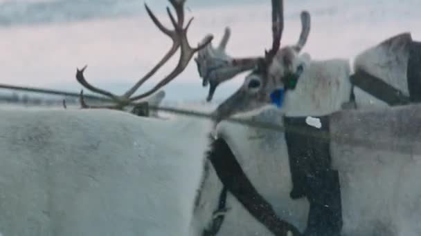 Deer Looks Camera Herd Reindeer Animals Siberia Frosty Winter Day — Stock Video