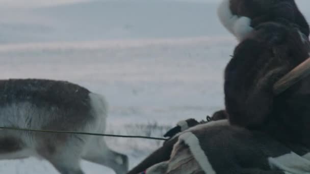 Ciervo Mira Cámara Manada Renos Animales Siberia Día Invierno Helado — Vídeo de stock