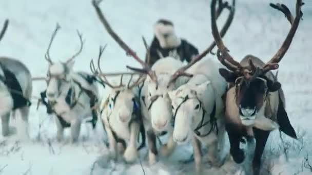 在北极的雪中 一个人穿着毛皮 骑着驯鹿在雪橇上兜风 慢动作 — 图库视频影像