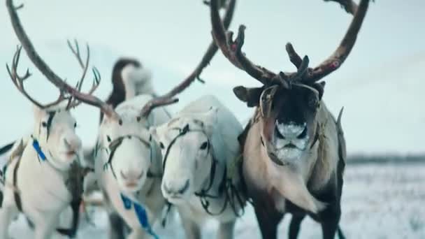 在拉普兰雪地的森林里 驯鹿慢悠悠地在慢悠悠地奔跑 — 图库视频影像