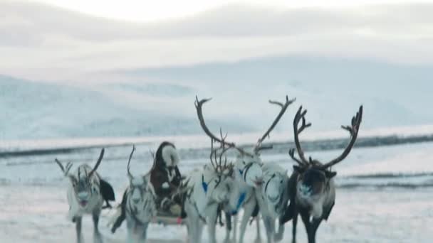 Spowolnienie Majestatycznego Renifera Chodzącego Zaśnieżonym Lesie Wśród Innych Reniferów Laponii — Wideo stockowe