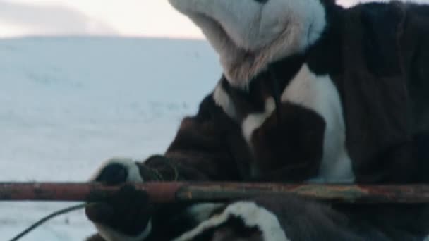 Velké Karibu Sobí Stádo Pohybující Borovicemi Les Úsvitu Lapplandu Švédsko — Stock video