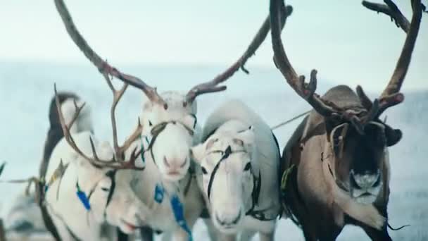 Τάρανδοι Περπατούν Χιονισμένο Μονοπάτι Όμορφο Σκανδιναβικό Χειμερινό Περιβάλλον — Αρχείο Βίντεο