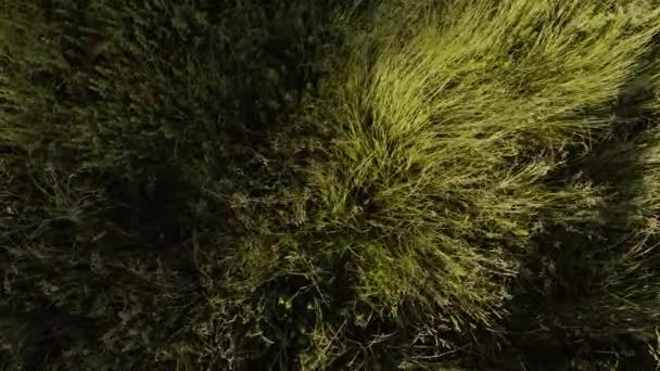 Vor Der Videokamera Die Details Eines Rasen Und Blumenfeldes Einem — Stockvideo