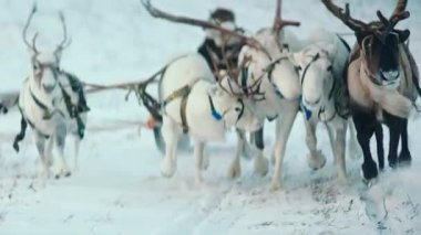bir reindeers bir kış manzarası. Ren geyiği yarış