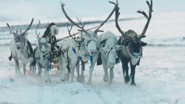 Laponya Finlandiya 'daki diğer ren geyikleri arasında karlı bir ormanda huzur içinde yürüyen görkemli bir ren geyiğinin yavaşlaması. Finlandiya' daki Laponya 'daki diğer ren geyikleriyle birlikte kar ormanlarında koşan ren geyiği..