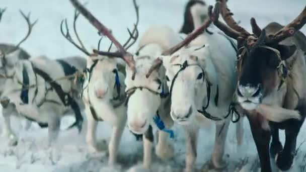 在北极中部 一个毛皮的男子在冬季的严寒天驾驶着一大群令人惊异的驯鹿在雪橇上 — 图库视频影像