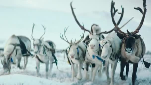 在西伯利亚冻土带中央的尤茨营地 驯鹿和雪橇都在营地旁边 可以看到无人机起飞的惊人景象 — 图库视频影像