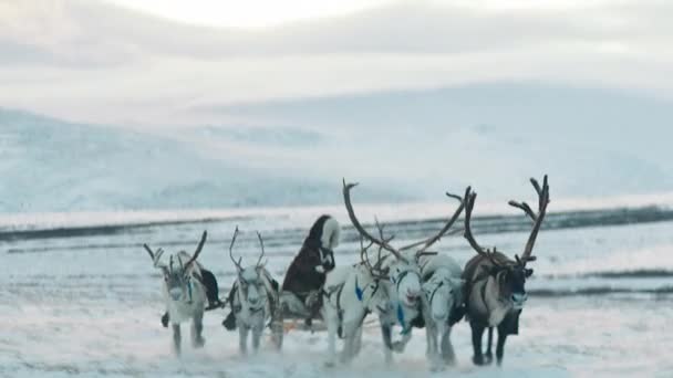 Милый Олень Ферме Снежной Среде Олени Севере Швеции — стоковое видео