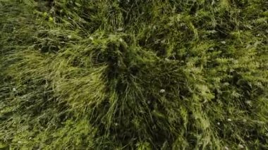 Güneşli bir günde kamerayla yakın çekim yapmak, rüzgarı yakalamak çiçeklerin arasından esen ve sallanan otlar..